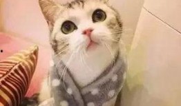 猫咪吃哈密瓜月饼,萌宠美食新体验