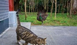 吃瓜打肥猫,趣味横生上演“猫狗大战”