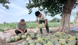 每日吃瓜28,揭秘娱乐圈幕后故事