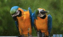 吃瓜的动物图画大全,趣味盎然的吃瓜动物图画大全