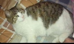 宠物猫吃瓜,宠物猫的瓜果时光