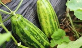 慈溪老师吃瓜,揭秘校园里的“瓜田”风云