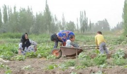 新疆爷爷给吃瓜,传承与创新的甜蜜记忆