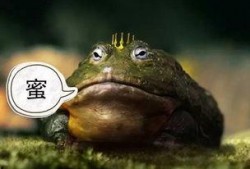 吃瓜蛤蟆头套,潮流玩具背后的故事与魅力