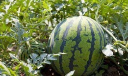 什么叫做吃瓜正,网络时代的围观文化新解读