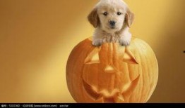 吃瓜小狗过年,吃瓜小狗的欢乐过年记