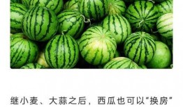 上哪儿能免费吃瓜,上哪儿能畅享夏日清凉