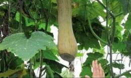 cat花海吃瓜,一场别开生面的猫花盛宴