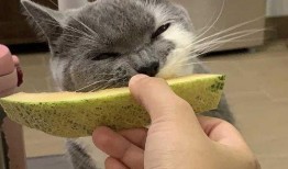 猫咪吃哈密瓜月饼,萌宠美食新体验