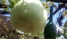 桂林吃瓜直播,一场视觉与味蕾的双重盛宴