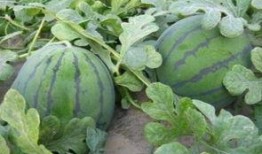 江边吃瓜郎,揭秘夏日街头的热闹风景