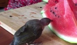 梦见小鸟吃瓜,小鸟吃瓜背后的神秘寓意