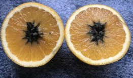 吃瓜多橙橙,揭秘娱乐圈背后的甜蜜与苦涩