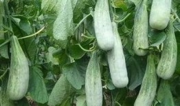 山东费县吃瓜,瓜果飘香，品味田园生活