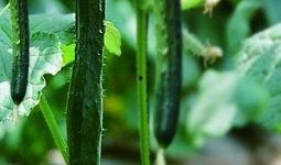 吃瓜日常2,揭秘娱乐圈背后的秘密与真相