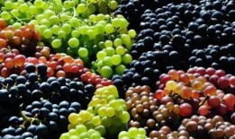 吃瓜小熊葡萄,吃瓜小熊的葡萄奇遇记