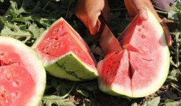 伴溪小院吃瓜,瓜香四溢，共享夏日清凉时光