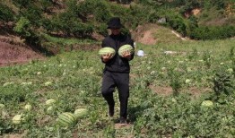 伴溪小院吃瓜,瓜香四溢，共享夏日清凉时光