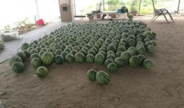 瓜兄今日吃瓜,揭秘娱乐圈最新热点事件
