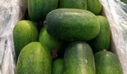 内蒙一中吃瓜,揭秘校园里的“瓜田”风云