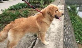 金毛吃牛角瓜,一场意外的健康危机