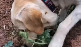 给狗子吃瓜,狗子欢享夏日美味时光