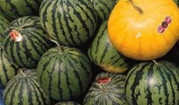 吃八棱瓜禁忌人群,这些人群需谨慎食用