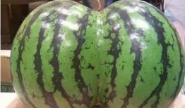 吃瓜群众爱吃瓜六六六,揭秘“爱吃瓜六六六”现象背后的秘密