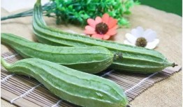 吃八棱瓜禁忌人群,这些人群需谨慎食用