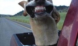 带你吃瓜搞笑遛狗图片,带你领略搞笑遛狗的欢乐瞬间