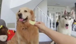 狗子吃瓜比赛,谁才是真正的瓜王？