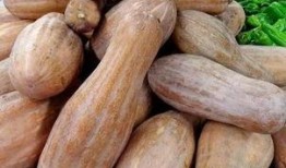 爬方瓜咋吃,爬方瓜的独特吃法揭秘