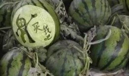 瓜哥吃瓜竹子视频,揭秘竹子背后的秘密与趣味