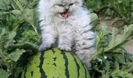 吃瓜猫猫头像高清,高清吃瓜猫猫头像魅力解析