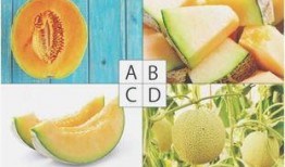 天天吃瓜测试,一场全民参与的趣味测试盛宴