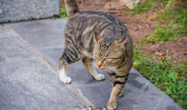 吃瓜猫猫吵架,一场关于瓜皮的激烈争吵