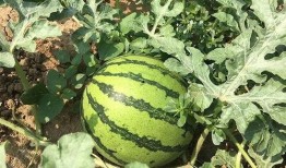 耳耳吃瓜,揭秘娱乐圈那些不为人知的幕后故事