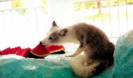 北极狐吃瓜,北极狐的夏日瓜果盛宴