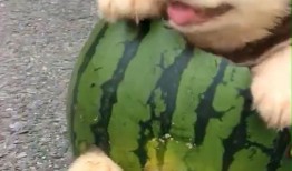 吃瓜小黑狗,揭秘宠物界的“网红”传奇