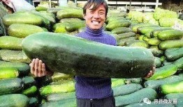 恋爱有瓜吃,甜蜜与酸涩交织的甜蜜时光