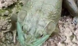 两青蛙吃瓜,夏日食瓜欢乐多