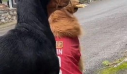 吃瓜群众的狗图片,吃瓜群众与狗狗的欢乐时光