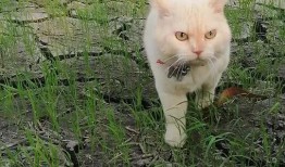 吃瓜猫无字幕,揭秘幕后故事