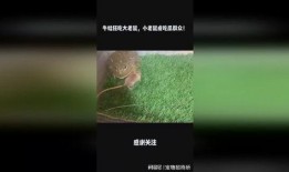 老鼠吃瓜图片大全,趣味横生的老鼠吃瓜瞬间