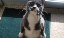 吃瓜猫单挑,一场猫界的巅峰对决