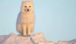 北极狐吃瓜,北极狐的夏日瓜果盛宴