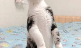 宠物猫吃瓜,宠物猫的瓜果时光