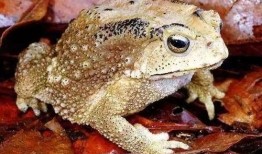 吃瓜蛤蟆头套,潮流玩具背后的故事与魅力