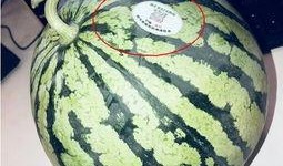 宁国网红吃瓜,揭秘网络红人的幕后故事