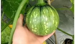 小王同学吃瓜,揭秘娱乐圈那些不为人知的幕后故事